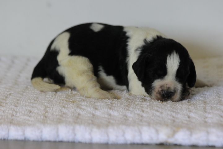 des Diamants Verts - Chiots disponibles - English Springer Spaniel