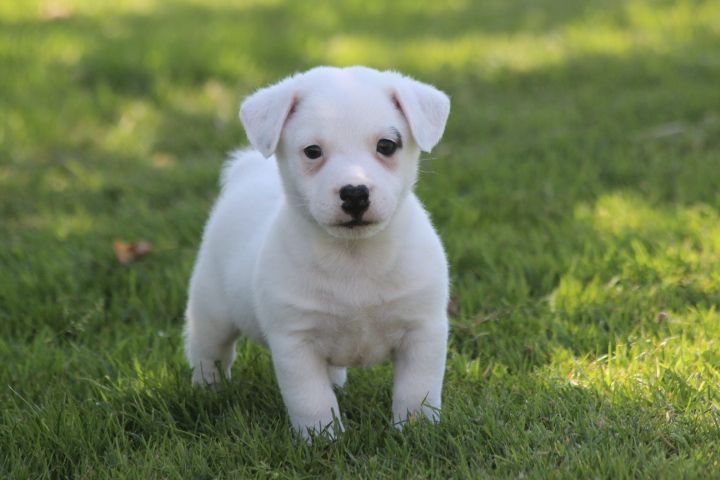 des Diamants Verts - Chiots disponibles - Jack Russell Terrier