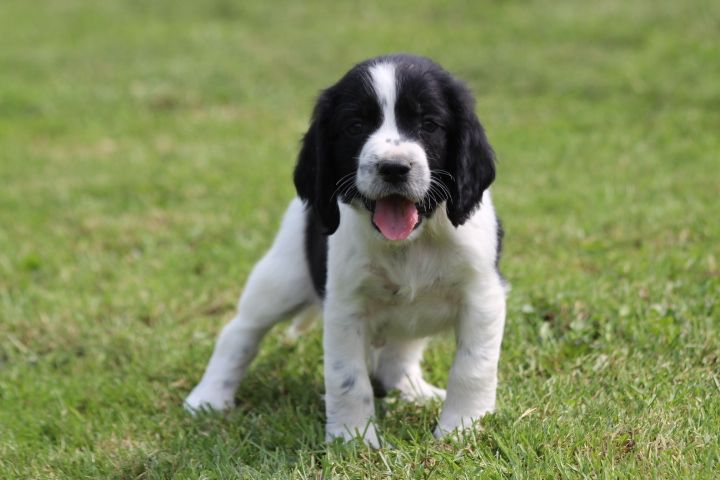 des Diamants Verts - Chiots disponibles - English Springer Spaniel