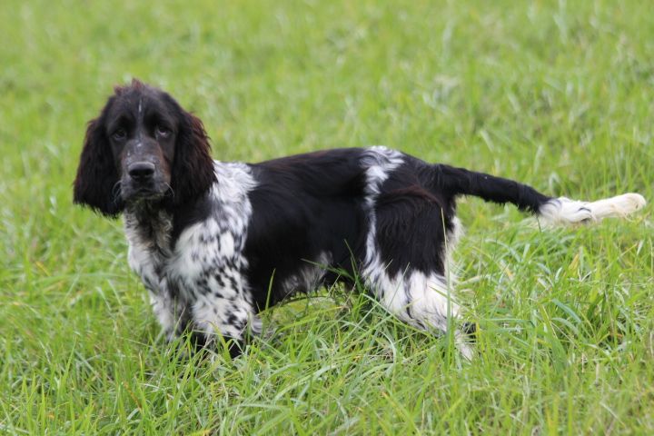 des Diamants Verts - Chiots disponibles - English Springer Spaniel