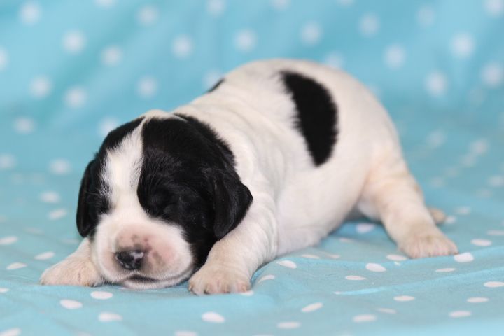 des Diamants Verts - Chiots disponibles - English Springer Spaniel