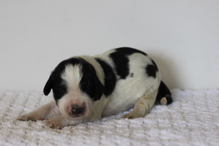 des Diamants Verts - Chiots disponibles - English Springer Spaniel