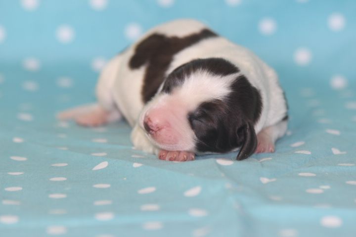 des Diamants Verts - Chiots disponibles - Epagneul Français
