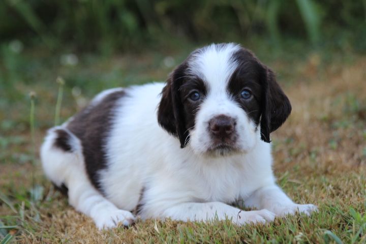 des Diamants Verts - Chiots disponibles - Epagneul Français