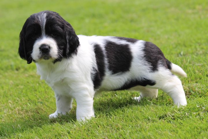 des Diamants Verts - Chiots disponibles - English Springer Spaniel