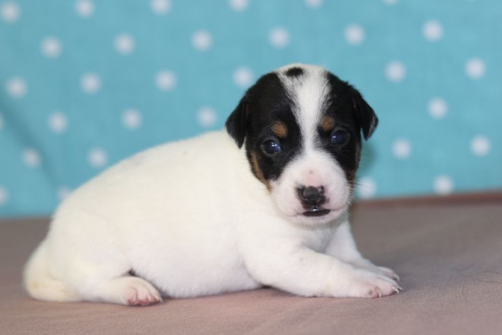 des Diamants Verts - Chiots disponibles - Jack Russell Terrier