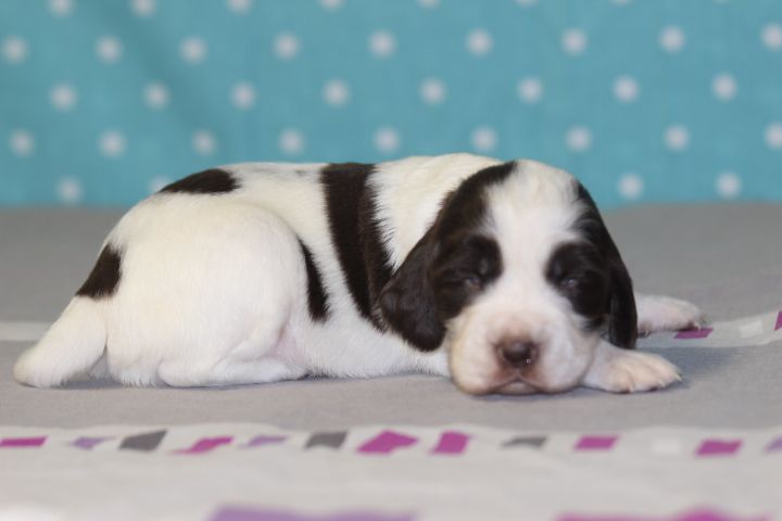 des Diamants Verts - Chiots disponibles - English Springer Spaniel