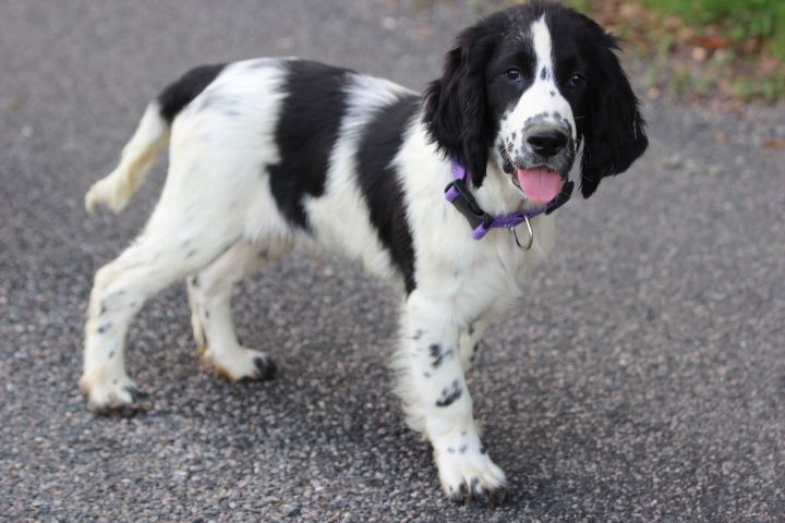 des Diamants Verts - Chiots disponibles - English Springer Spaniel