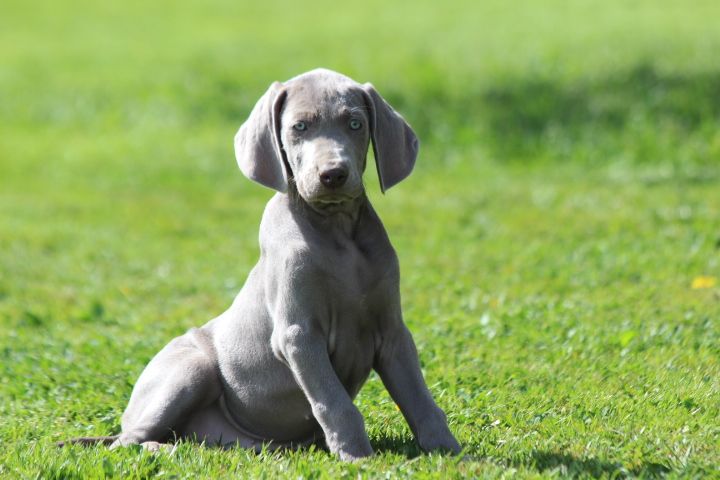 des Diamants Verts - Chiots disponibles - Braque de Weimar