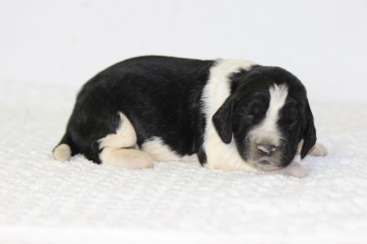 des Diamants Verts - Chiots disponibles - English Springer Spaniel