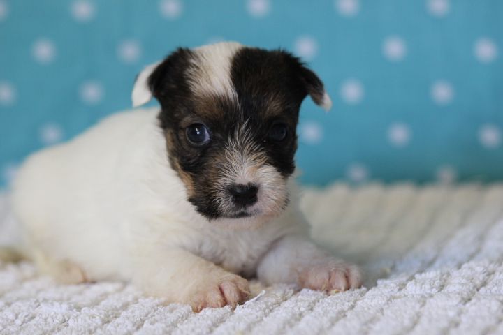 des Diamants Verts - Chiots disponibles - Jack Russell Terrier