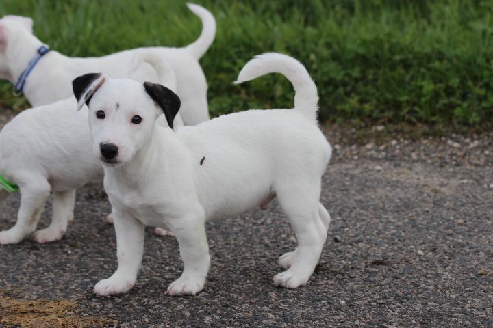 des Diamants Verts - Chiots disponibles - Jack Russell Terrier