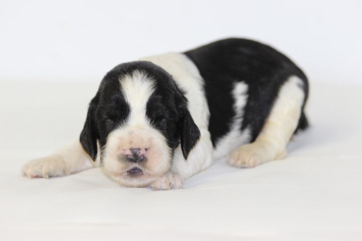 des Diamants Verts - Chiots disponibles - English Springer Spaniel