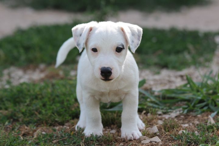 des Diamants Verts - Chiots disponibles - Jack Russell Terrier