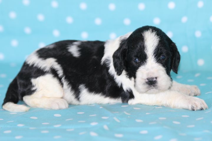 des Diamants Verts - Chiots disponibles - English Springer Spaniel