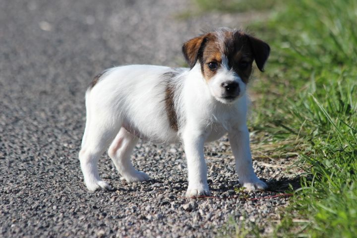 des Diamants Verts - Chiots disponibles - Jack Russell Terrier