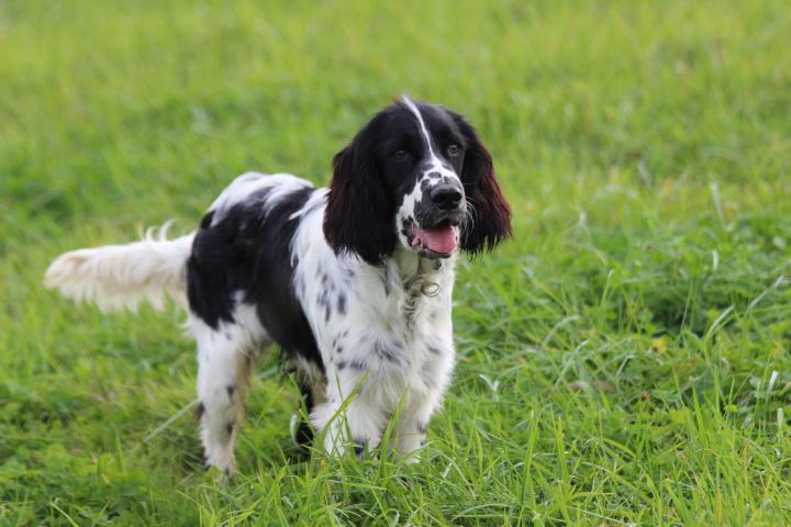 des Diamants Verts - Chiots disponibles - English Springer Spaniel