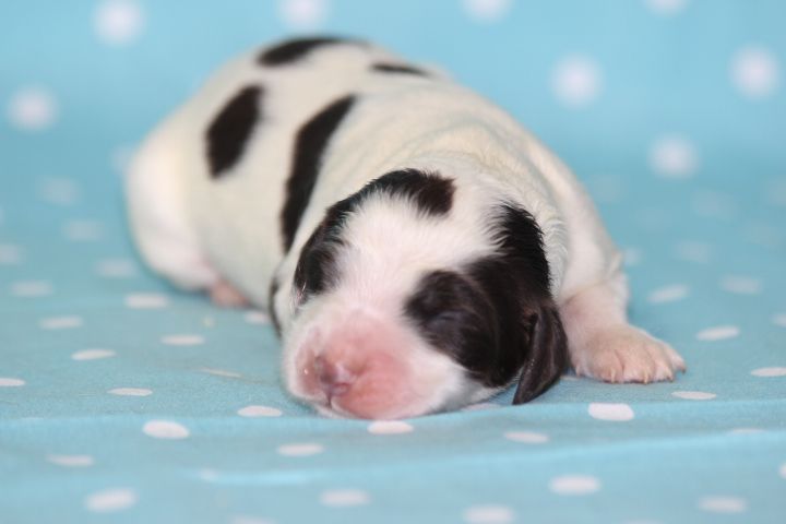 des Diamants Verts - Chiots disponibles - Epagneul Français