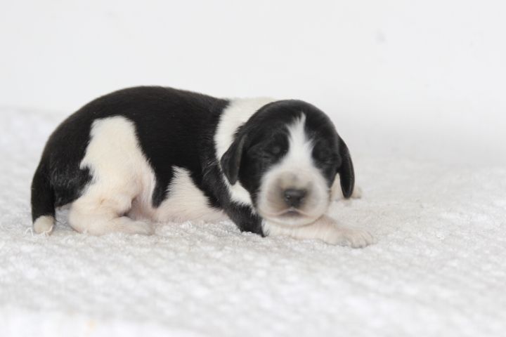 des Diamants Verts - Chiots disponibles - English Springer Spaniel
