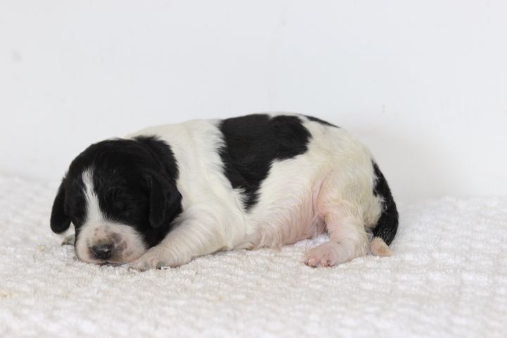 des Diamants Verts - Chiots disponibles - English Springer Spaniel