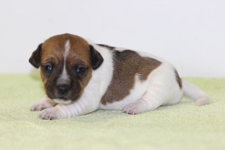 des Diamants Verts - Chiots disponibles - Jack Russell Terrier