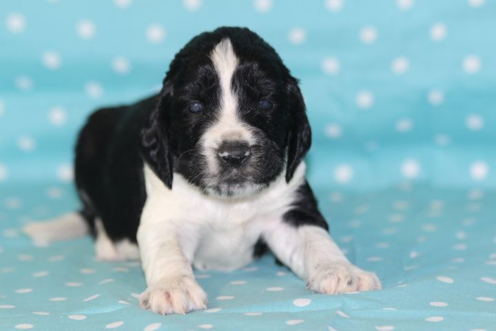 des Diamants Verts - Chiots disponibles - English Springer Spaniel