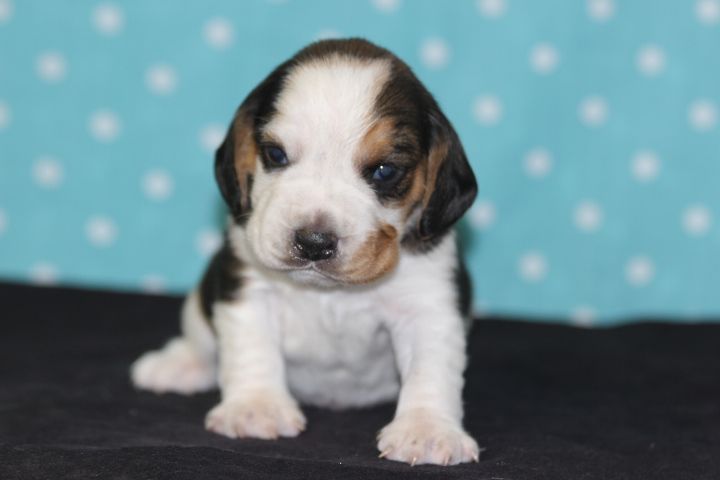 des Diamants Verts - Chiots disponibles - Beagle
