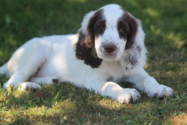 des Diamants Verts - Chiots disponibles - Epagneul Français