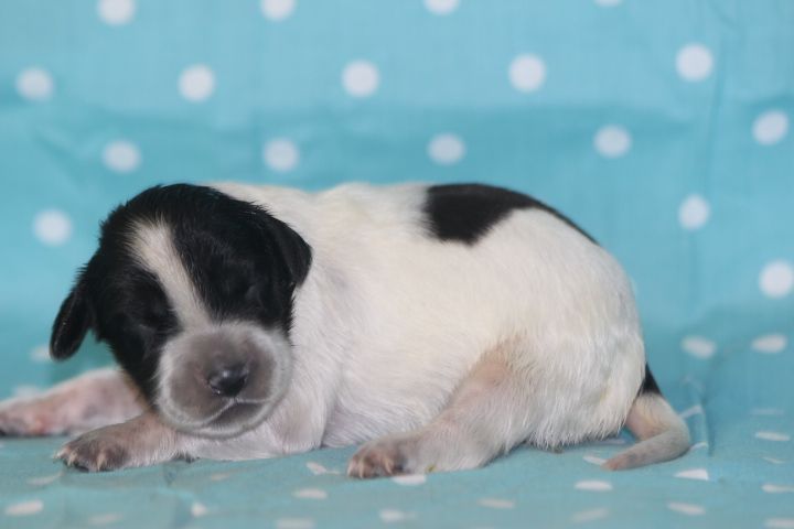 des Diamants Verts - Chiots disponibles - Setter Anglais