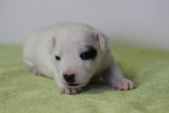 des Diamants Verts - Chiots disponibles - Jack Russell Terrier