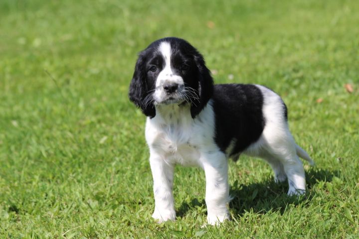 des Diamants Verts - Chiots disponibles - English Springer Spaniel