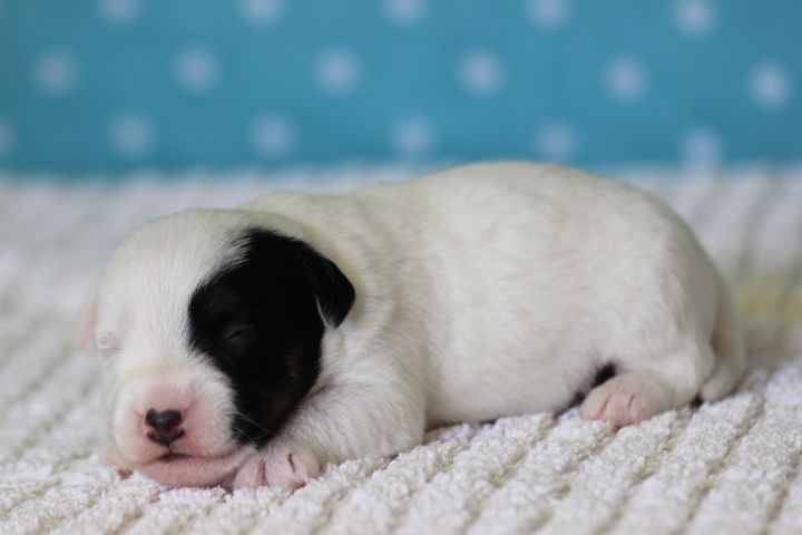 des Diamants Verts - Chiots disponibles - Jack Russell Terrier