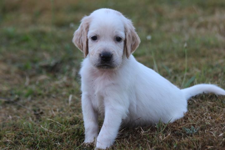 des Diamants Verts - Chiots disponibles - Setter Anglais