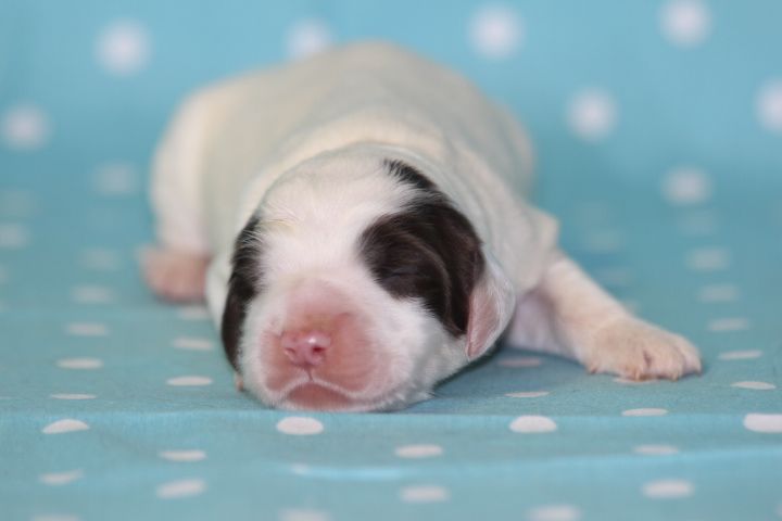 des Diamants Verts - Chiots disponibles - Epagneul Français