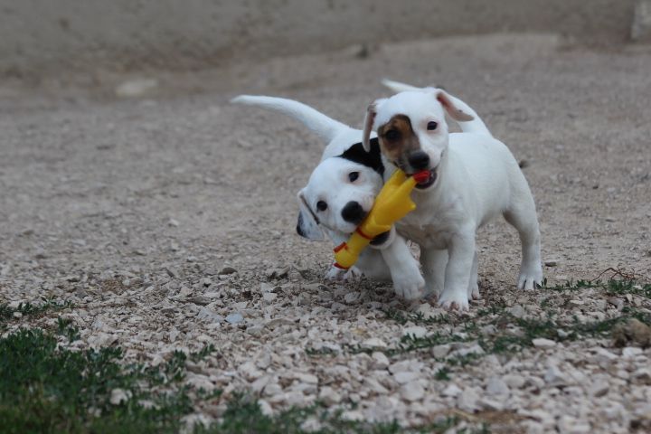 Chiot Jack Russell Terrier des Diamants Verts