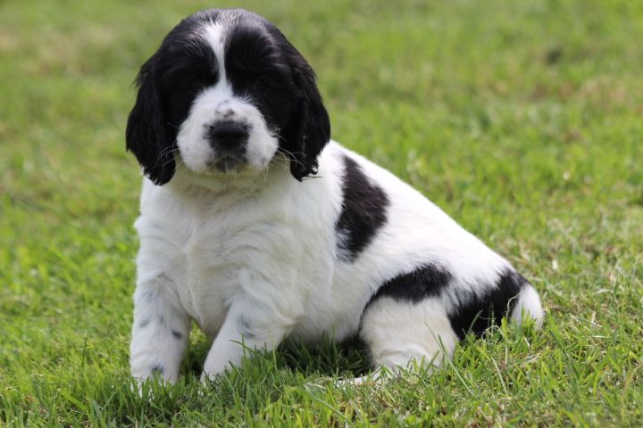 des Diamants Verts - Chiots disponibles - English Springer Spaniel