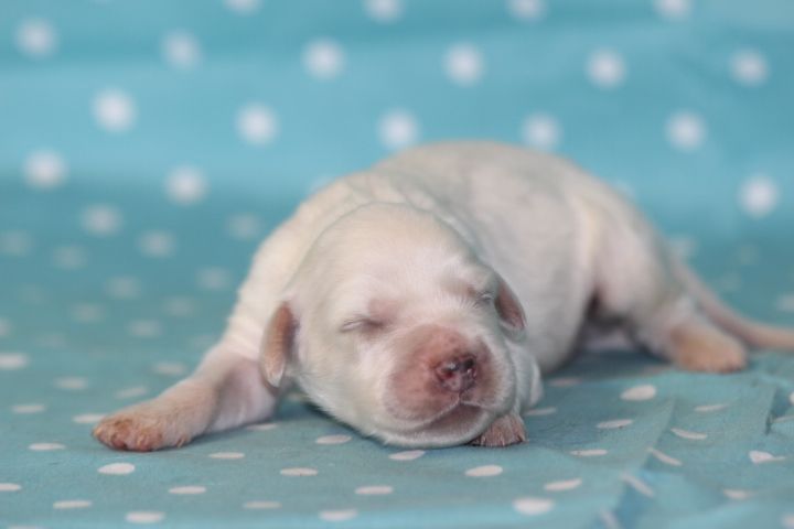 des Diamants Verts - Chiots disponibles - Setter Anglais