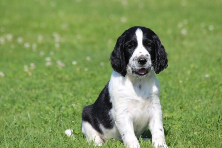 des Diamants Verts - Chiots disponibles - English Springer Spaniel