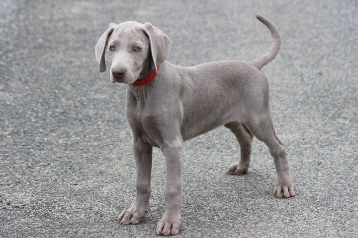 des Diamants Verts - Chiots disponibles - Braque de Weimar