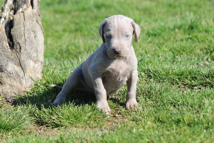 des Diamants Verts - Chiots disponibles - Braque de Weimar