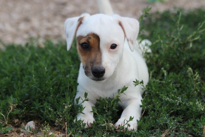 des Diamants Verts - Chiots disponibles - Jack Russell Terrier