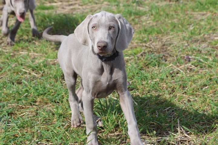 des Diamants Verts - Chiots disponibles - Braque de Weimar