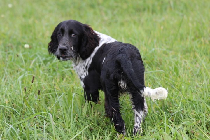des Diamants Verts - Chiots disponibles - English Springer Spaniel