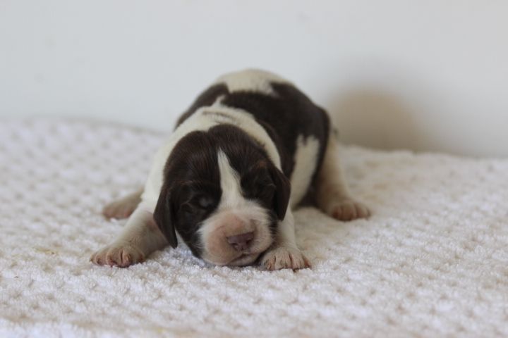 des Diamants Verts - Chiots disponibles - English Springer Spaniel