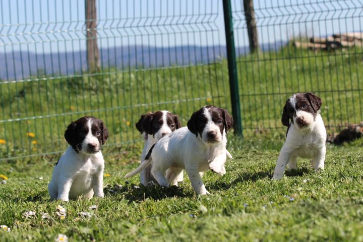 Chiot Epagneul Français des Diamants Verts