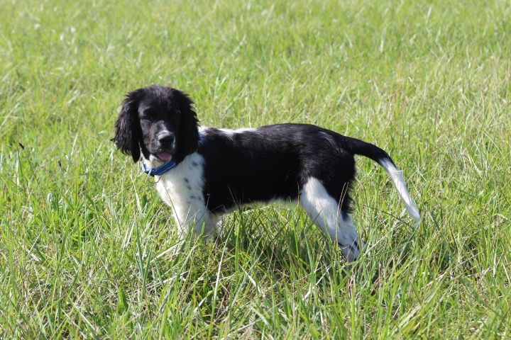 des Diamants Verts - Chiots disponibles - English Springer Spaniel