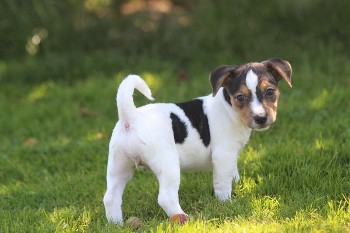 des Diamants Verts - Chiots disponibles - Jack Russell Terrier