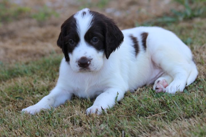 des Diamants Verts - Chiots disponibles - Epagneul Français